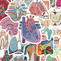 50 anatomical stickers made pvc featuring