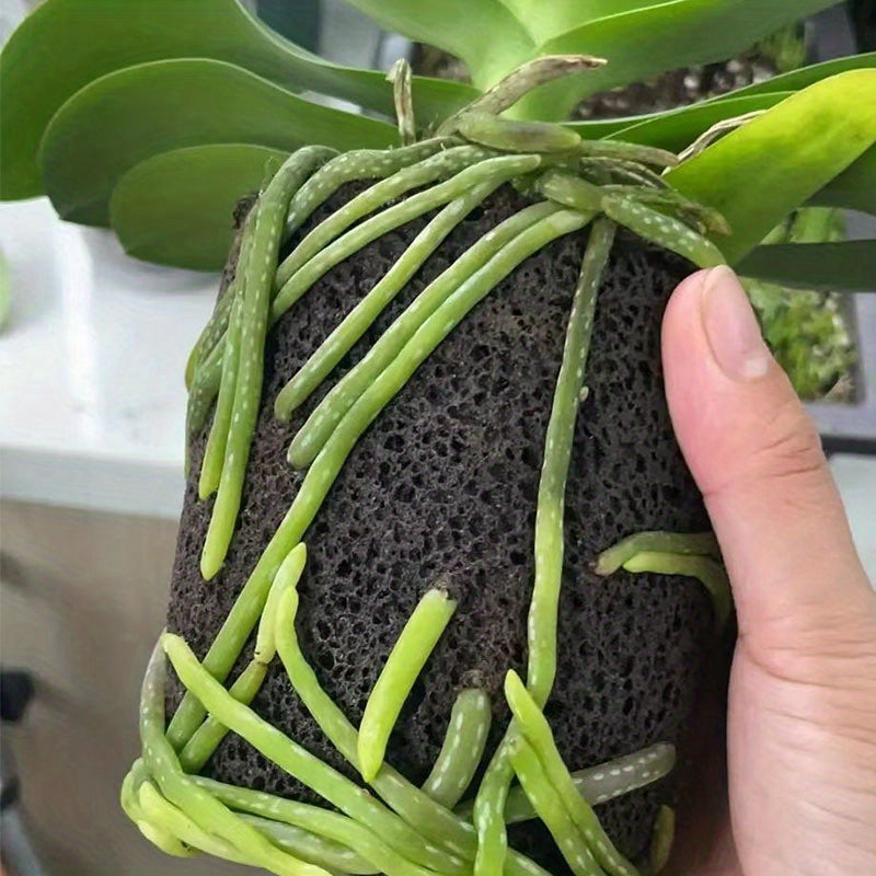 orchid special soil anti rot root breathable plant