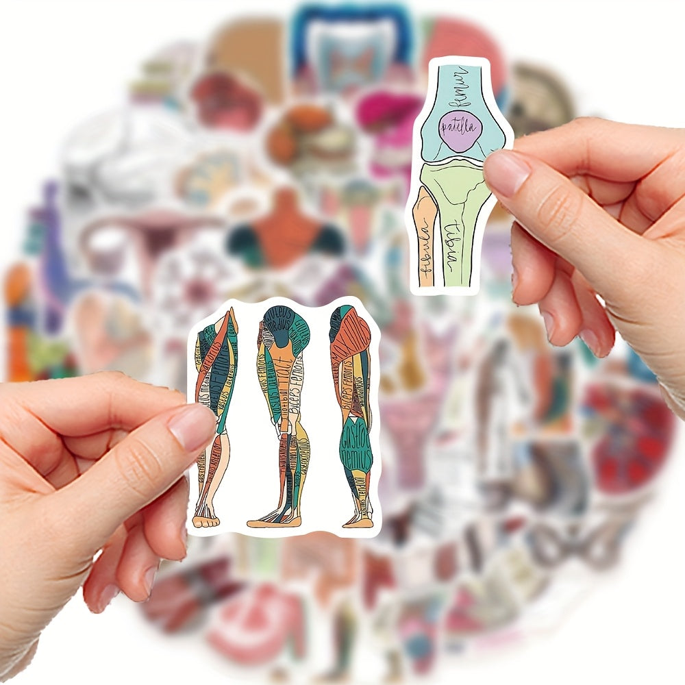 50 anatomical stickers made pvc featuring